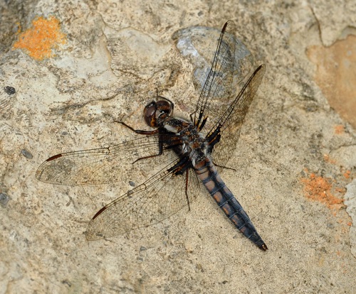 Male, immature
2009_04_09_Floyd
